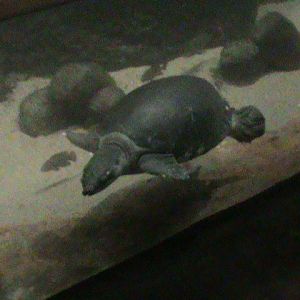 giant river turtle 070511