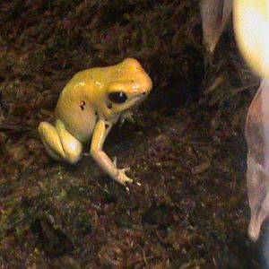 phyllobates terribilis 070511