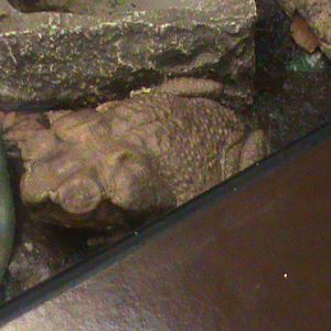 bufo guttata spotted toad 070511