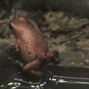 strawberry poison dart frog 070511