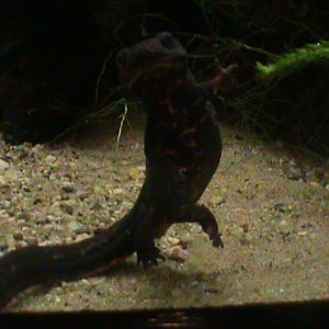 japanese newt 070511