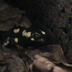 fire salamander 070511