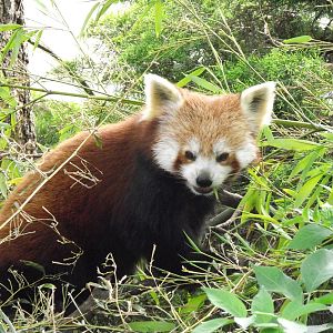lesser panda 070511