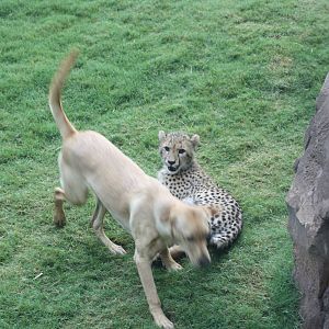 Cheetah and Dog