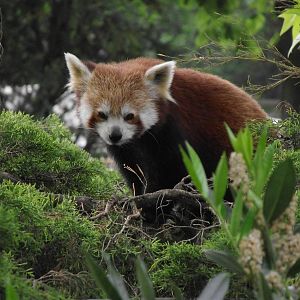 lesser panda 070511