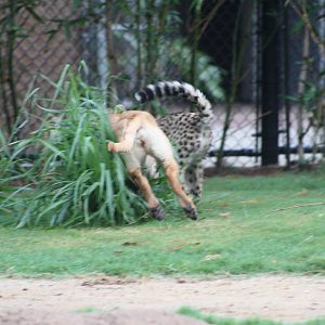 Cheetah and Dog
