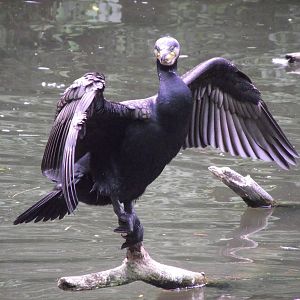 european cormorant 070511