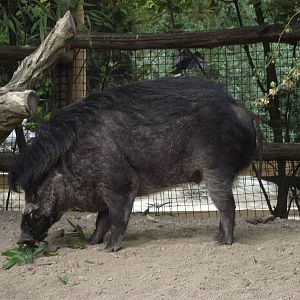 visayan warty pig 070511