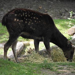 philippine spotted deer 070511