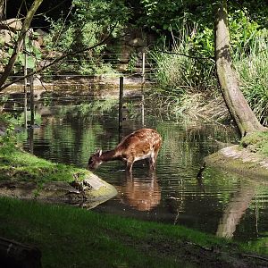 philippine spotted deer 070511