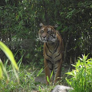sumatran tiger 070511