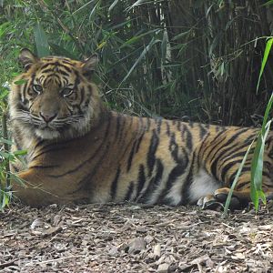 sumatran tiger 070511