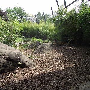 sumatran tiger exhibit 070511
