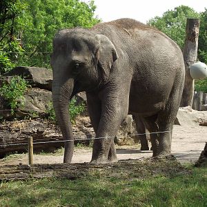 indian elephant 070511