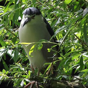 black crowned night heron 070511