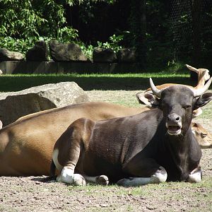 banteng 070511