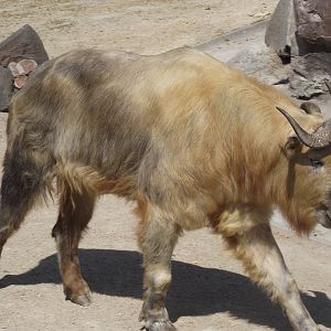 sichuan takin 070511