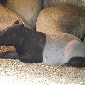malayan tapir 070511
