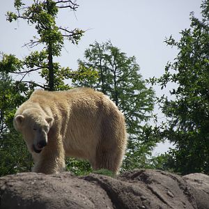 polar bear 070511