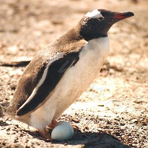 Gentoo Penguin