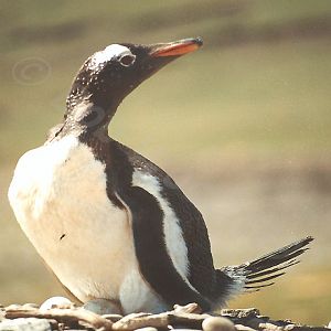 Gentoo Penguin
