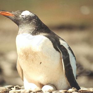 Gentoo Penguin