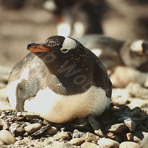 Gentoo Penguin