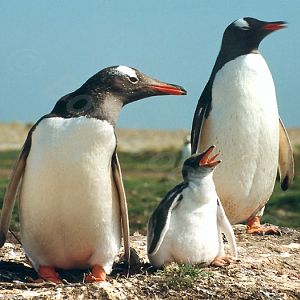 Gentoo Penguin