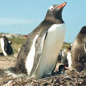 Gentoo Penguin