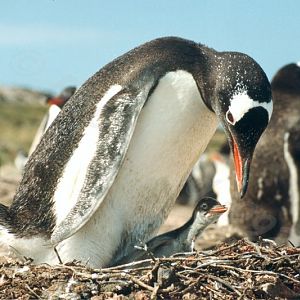 Gentoo Penguin