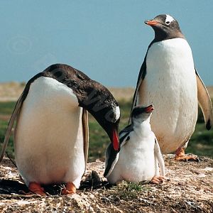 Gentoo Penguin