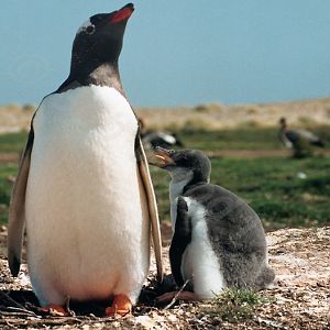 Gentoo Penguin