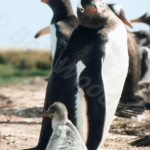 Gentoo Penguin