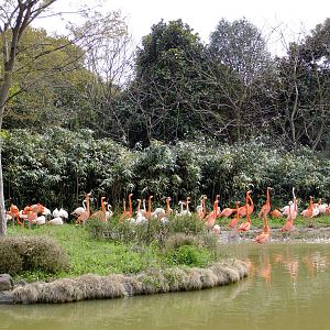 Flamingo Exhibit