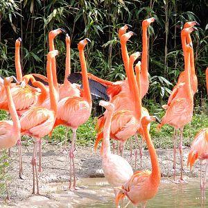 Flamingos