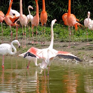 Flamingos