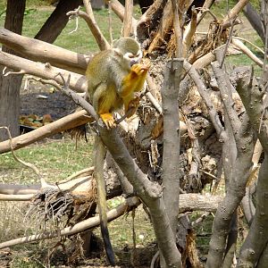 Squirrel Monkey