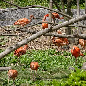 Scarlet Ibis Exhibit