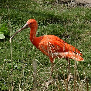 Scarlet Ibis