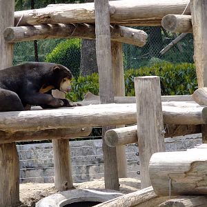 Sun Bear