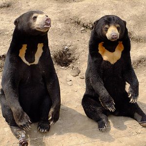 Sun Bear