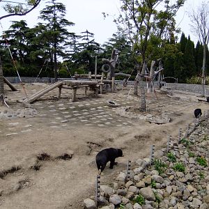 Sun Bear Exhibit