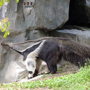 Giant Anteater