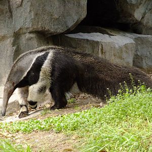 Giant Anteater