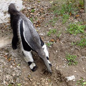 Giant Anteater