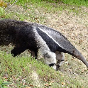 Giant Anteater