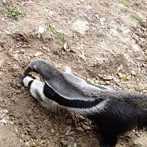 Giant Anteater