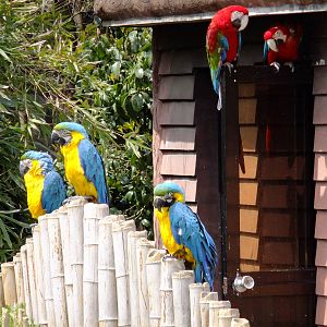 Macaws