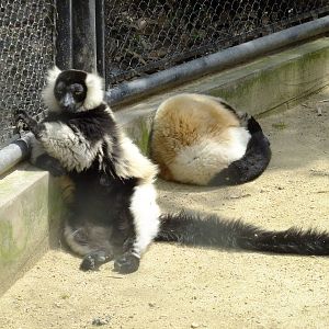 Ruffed Lemurs