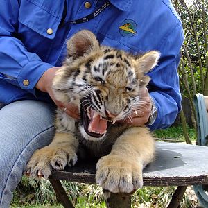 Tiger Cub